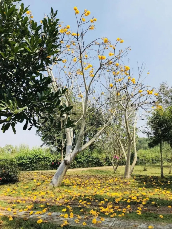 Suan Phueng Pa Wai Resort