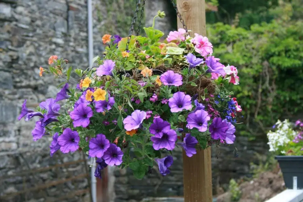 School House Cottage B&B and tea garden
