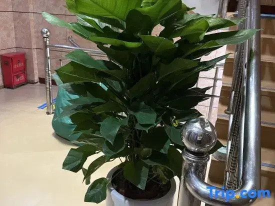 Holiday Hotel (Shaxian No.1 Shop)
