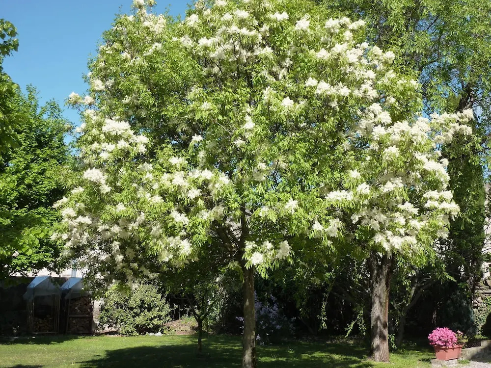 Appartamenti Il Giardino Alberato