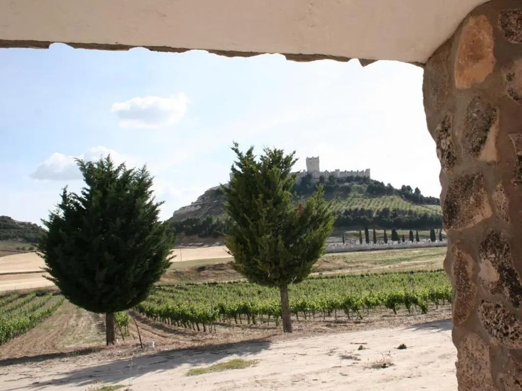 FINCA ENTREVIÑEDOS de Bodegas Marcos
