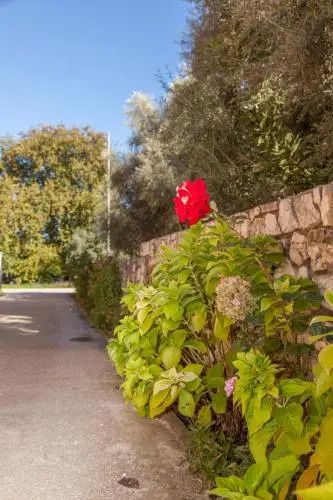 Emelia Apartments