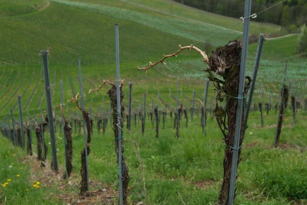 Weingut Primus Südsteiermark