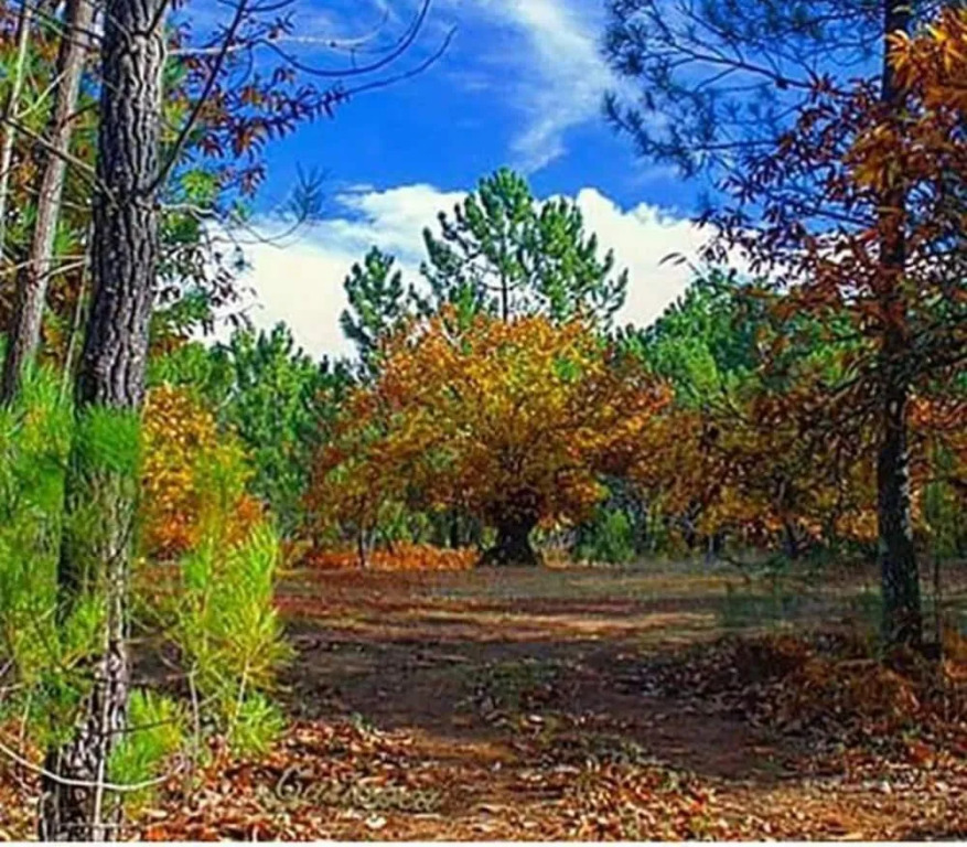 Finca la Viriñuela