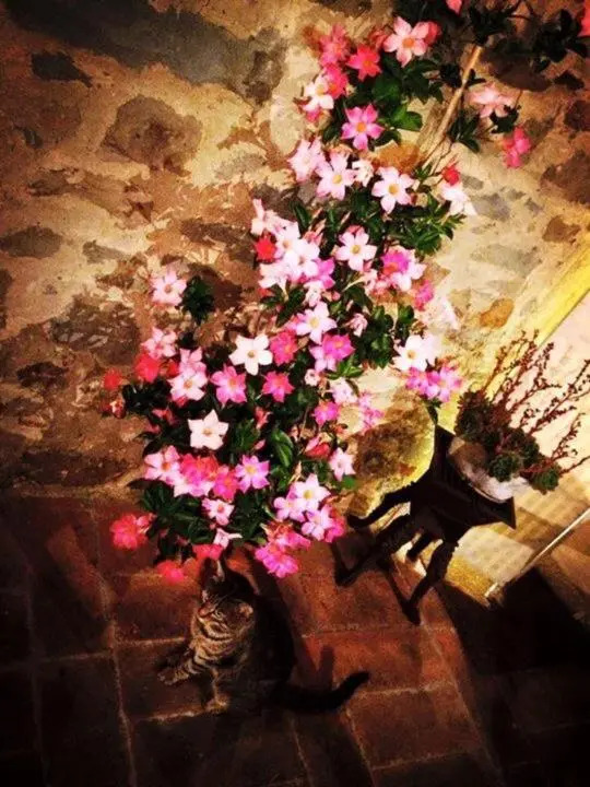 Podere La Fausta