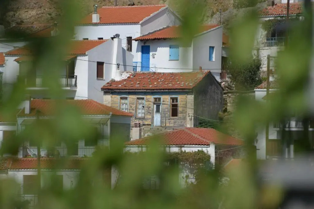 The fig tree house