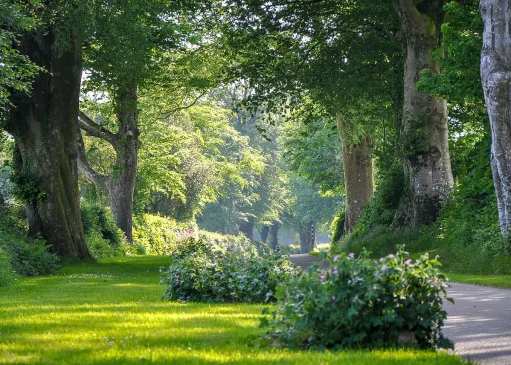 Woodovis Park