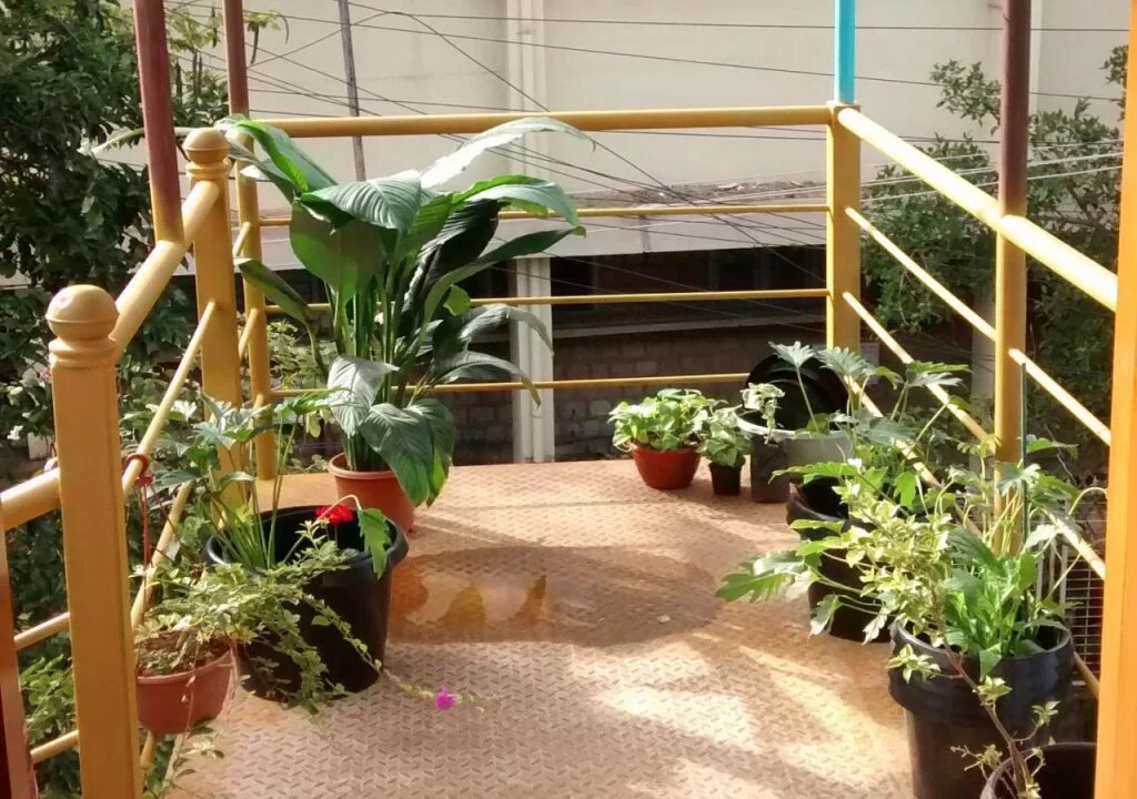 The Meditating Monkeys
