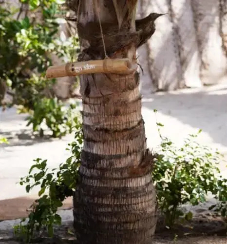 Little Palm Grove