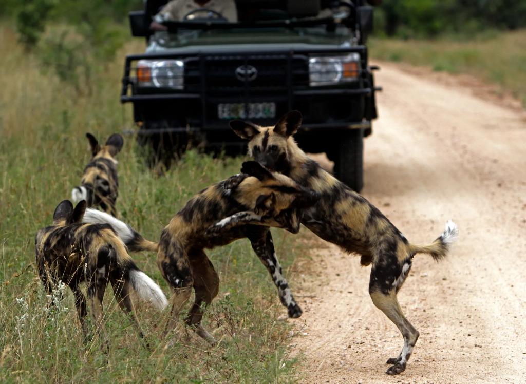Jock Safari Lodge