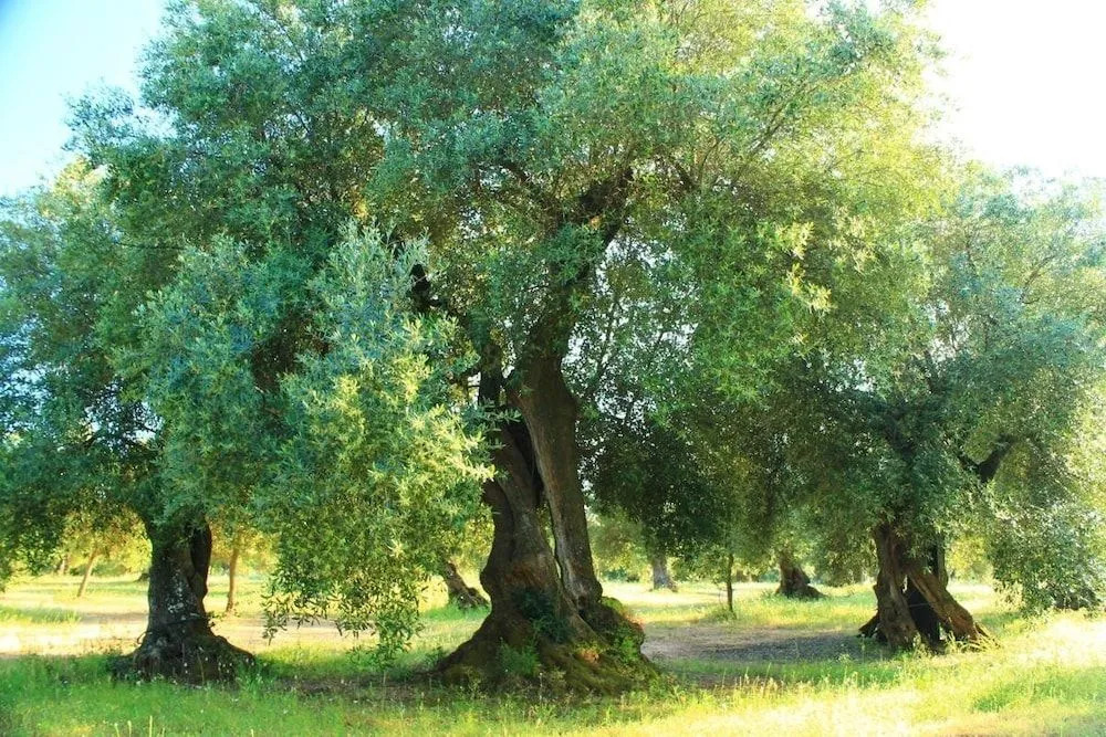 Agriturismo Masseria Saittole