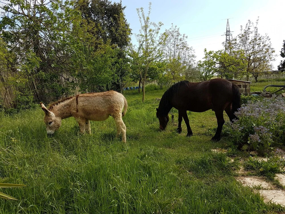 Casale Cavatella