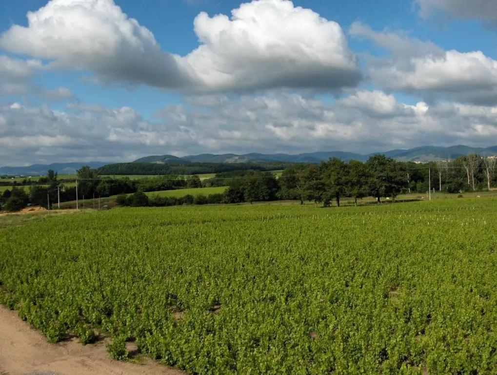Coeur De Beaujolais