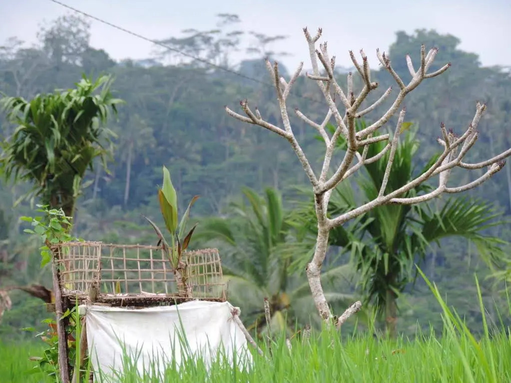 Geriya Homestay