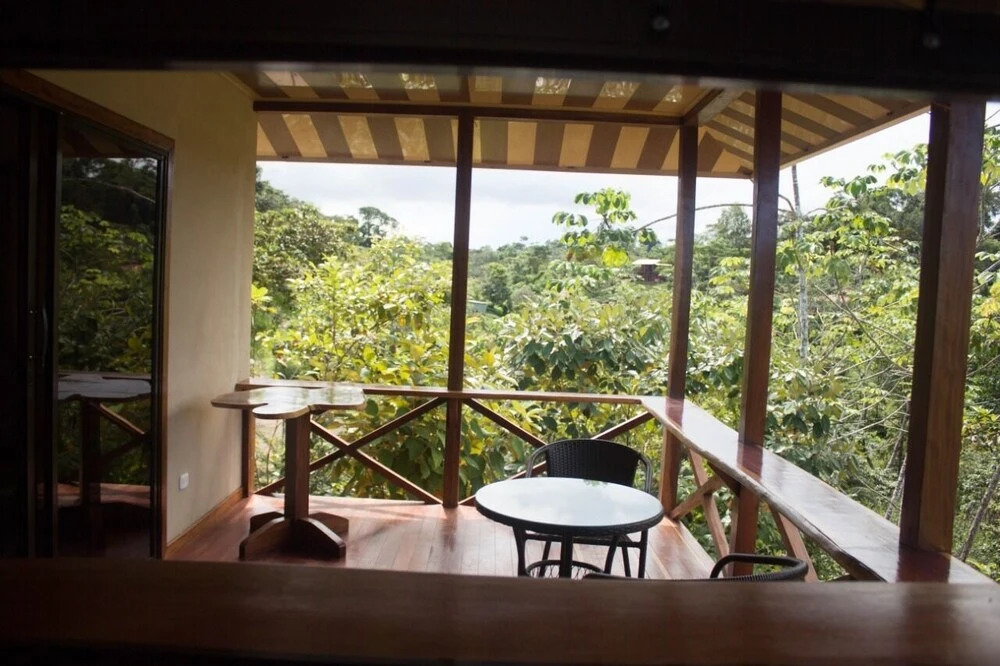 Studio Cecropia Primary Forest View