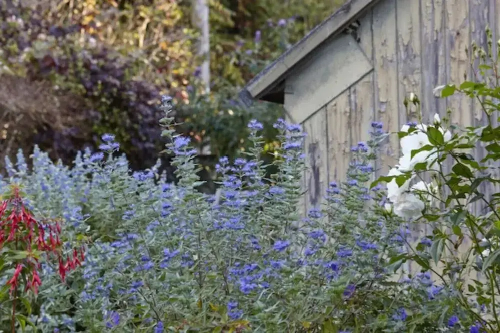 Lavender Cottage