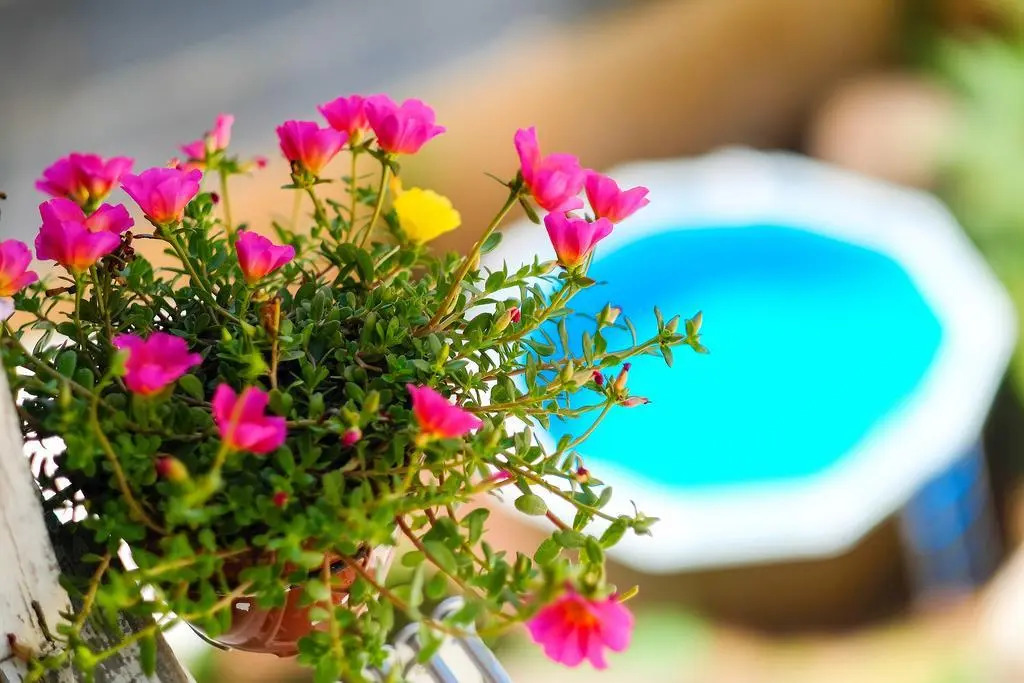 Flores 105 Guesthouse