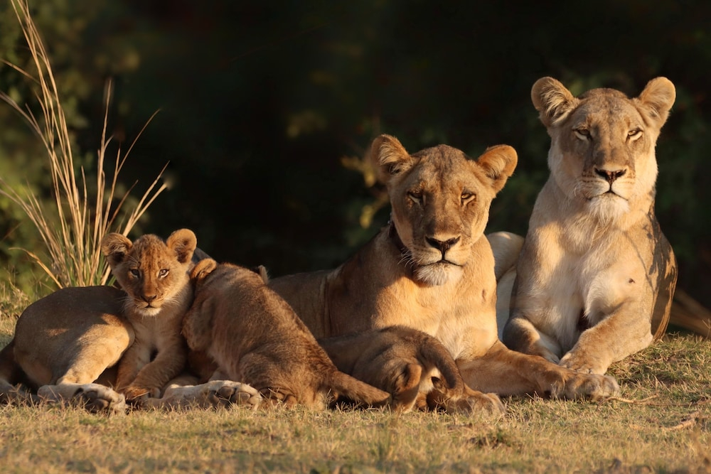 Mopani Safari Lodge