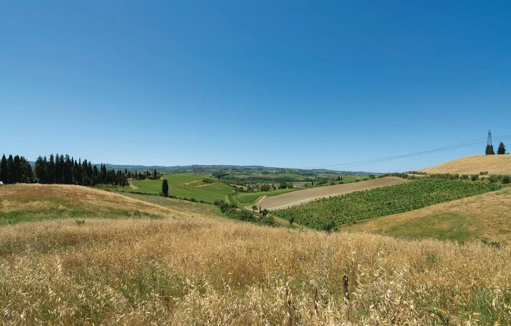 Trebbiano 4
