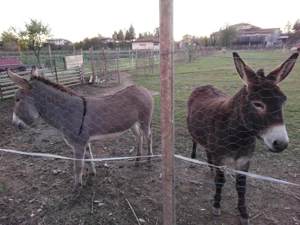 Agriturismo Borgo Floreani