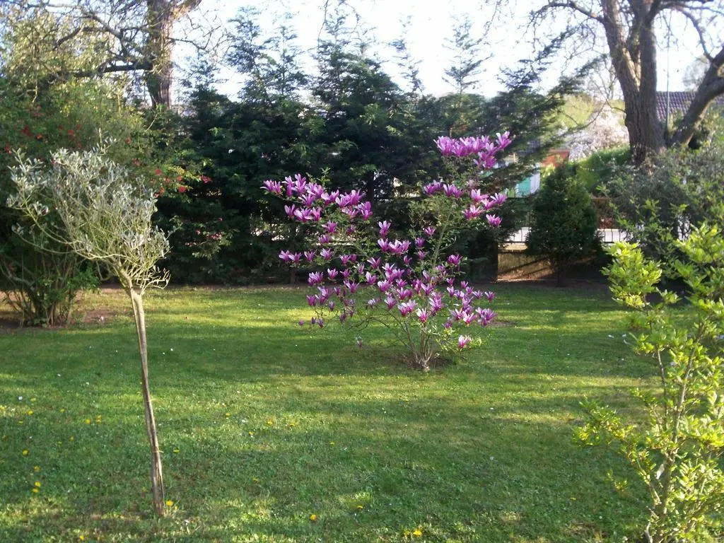Les Magnolias