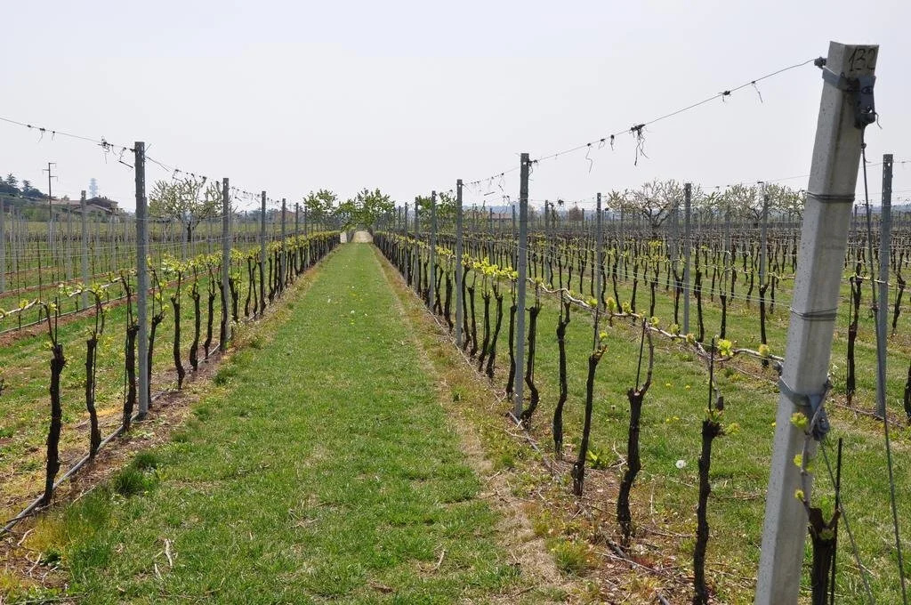 Agriturismo Corte Moranda