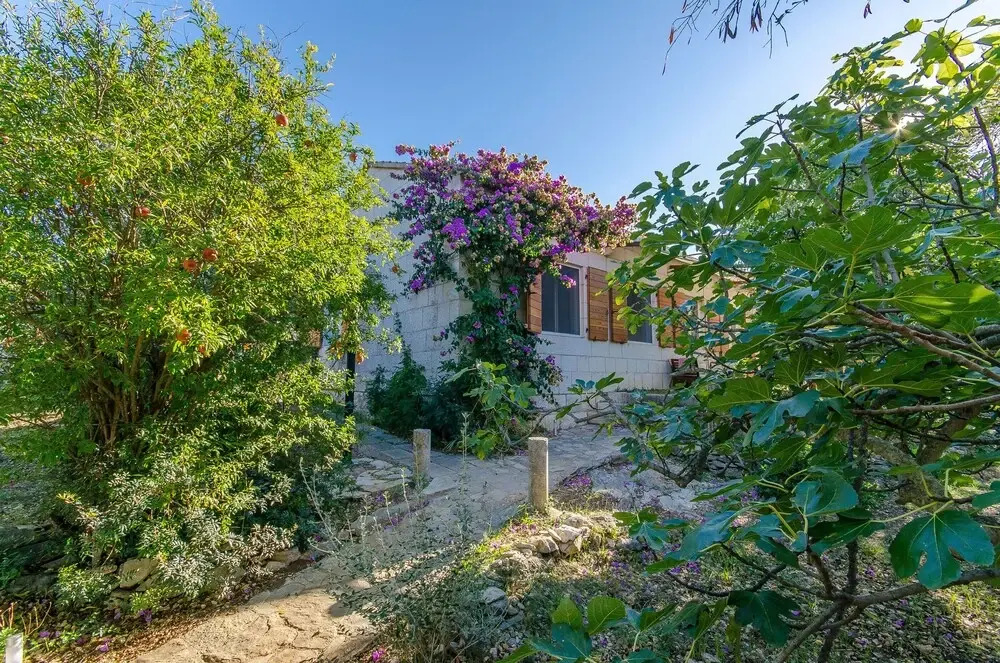 House Green Oases in Center