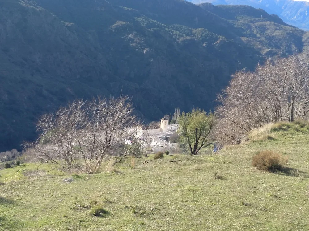 Castaño Real
