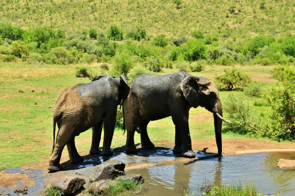 Kwa Maritane Bush Lodge Pilanesburg