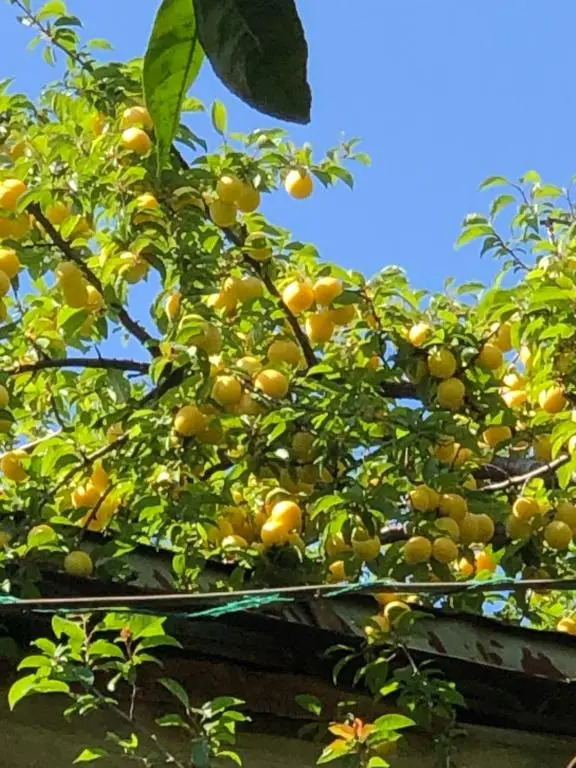 Деревенский домик,Eco Chakvi