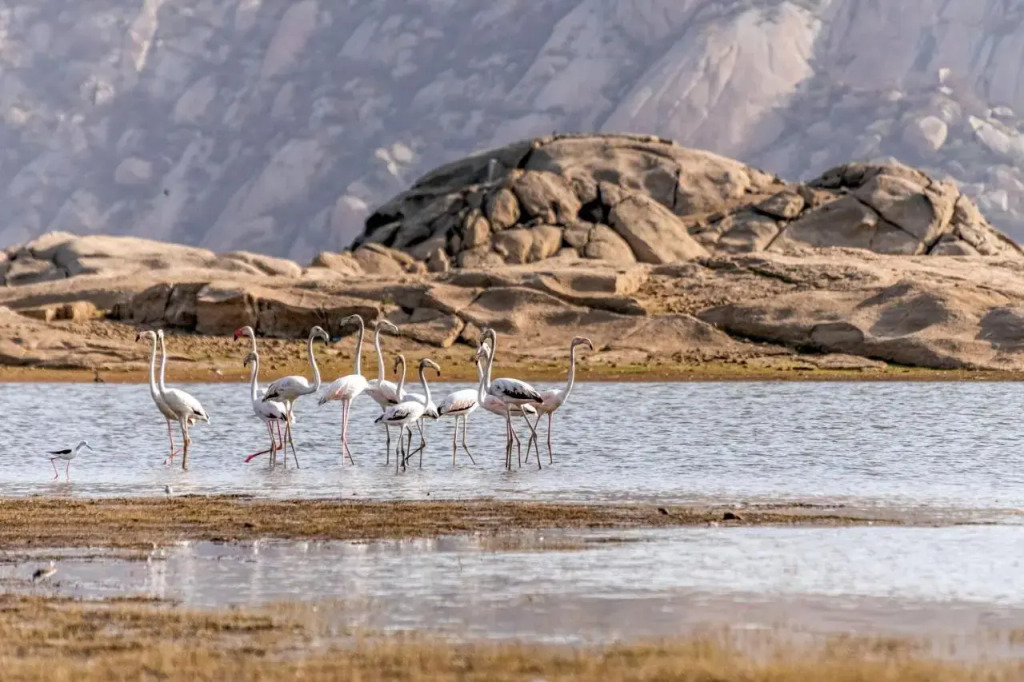 Lords Eco Inn Jawai-Sumerpur