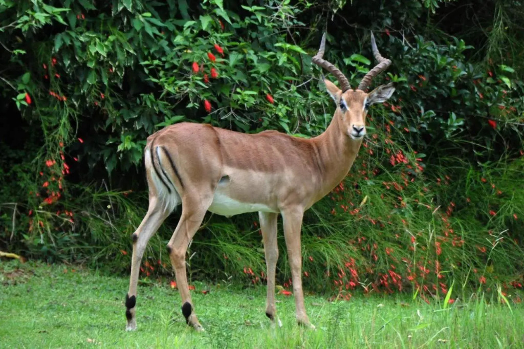Legend Safaris - Kruger Park Lodge 257B