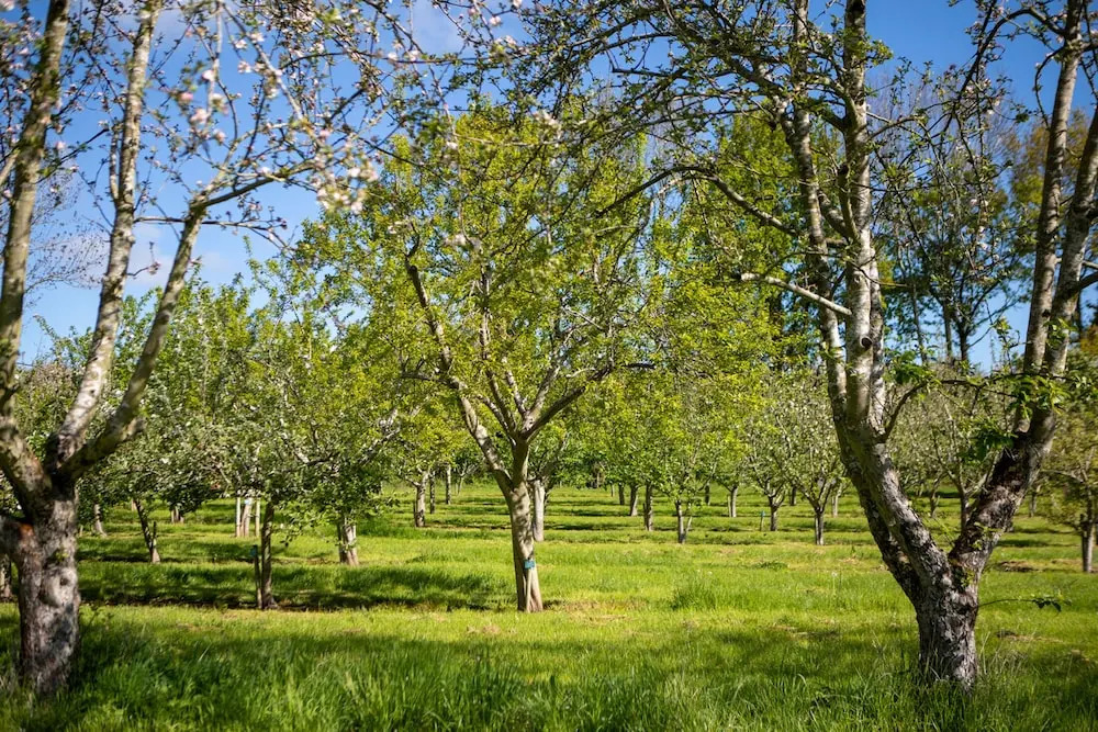 Dragon Orchard Retreat
