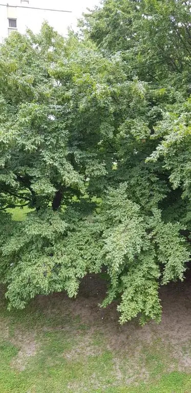Orhideja Osijek