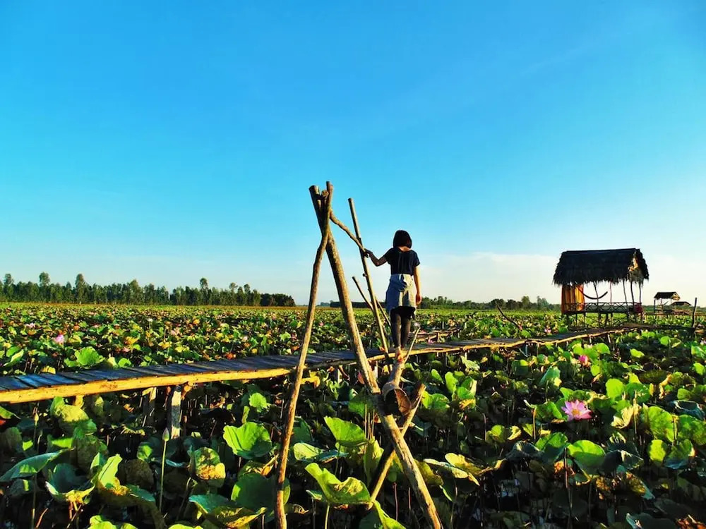 Hai Lua Homestay (Lotus Lake Homestay)