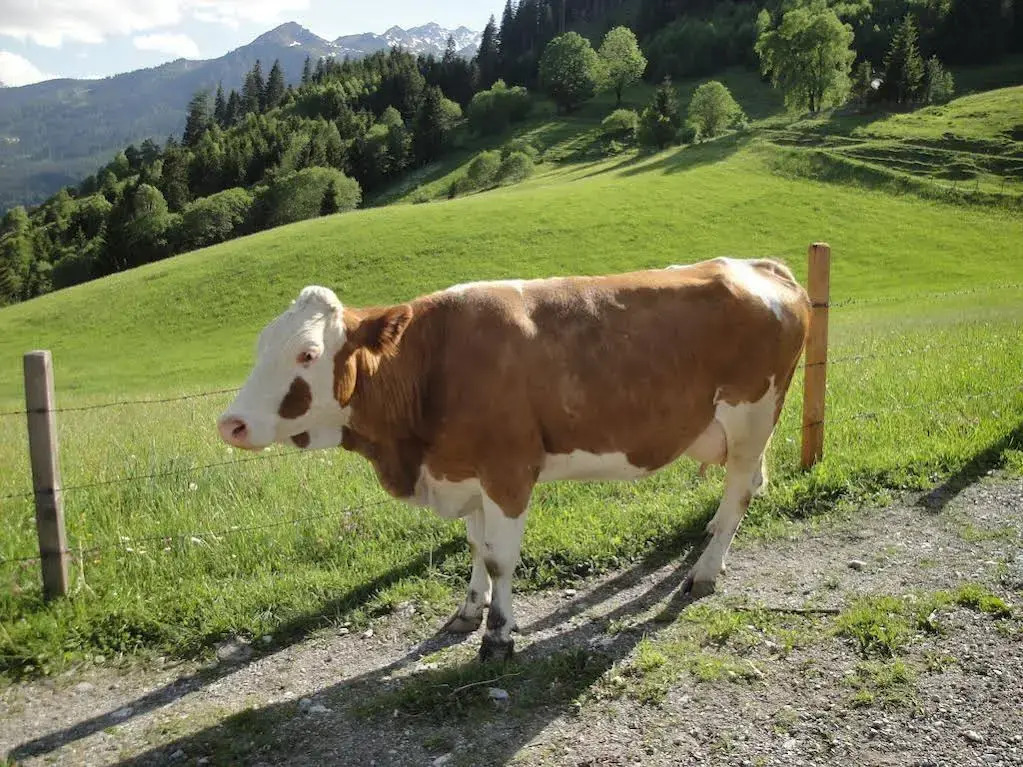 Brandebengut