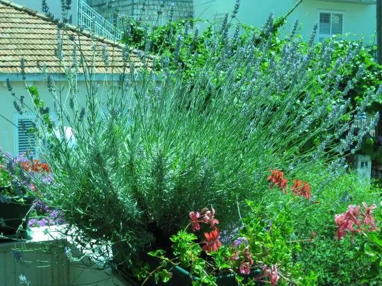 Apartment Judita