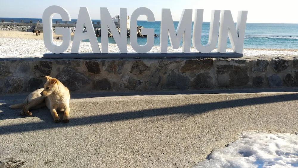 Gangneung Guest House Ocean Capsule