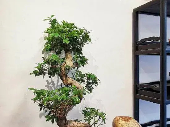 Xingyi Mountain Breeze Inn
