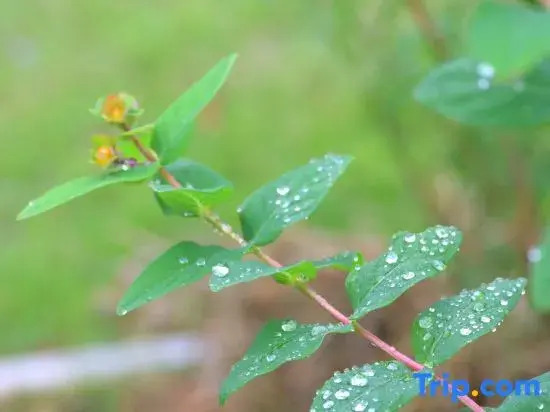 Hangzhou Yingcha Homestay