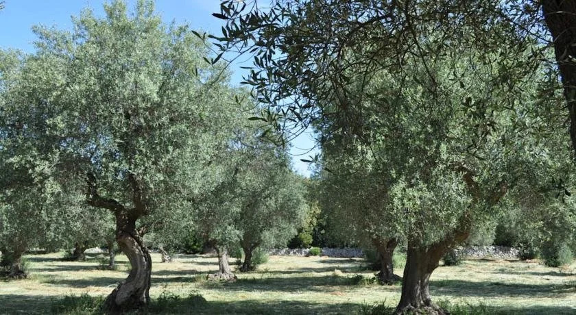 Masseria Costanza