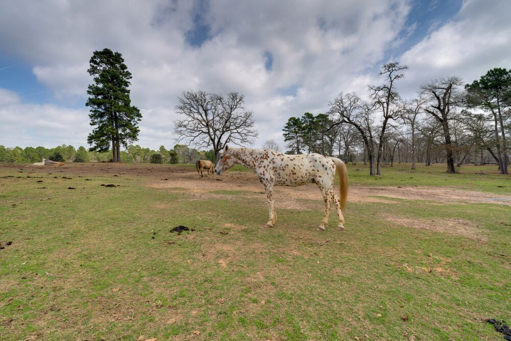 Tranquil Plantersville Cabin: Farm Animals On-site
