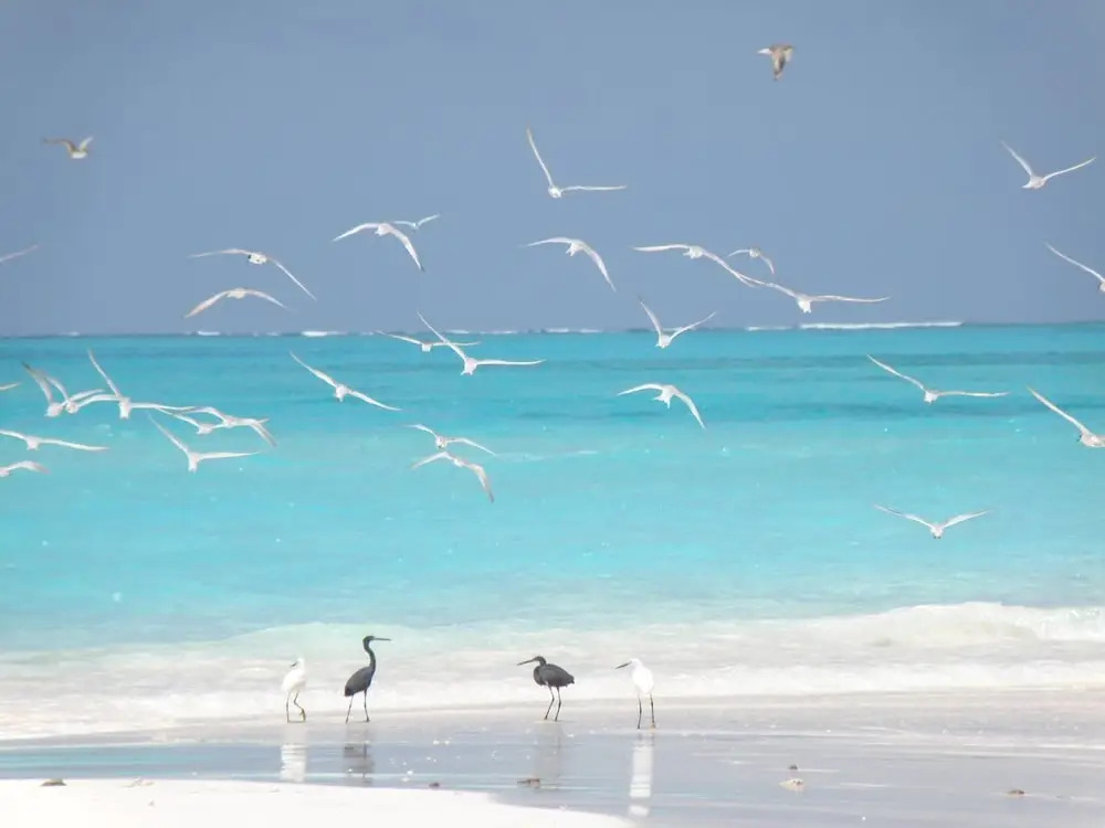 Coral Cove Maldives