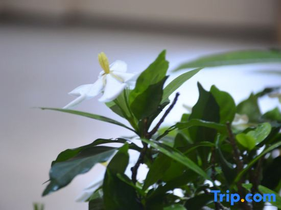 Wuyishan Minpin Aesthetic Space B&B