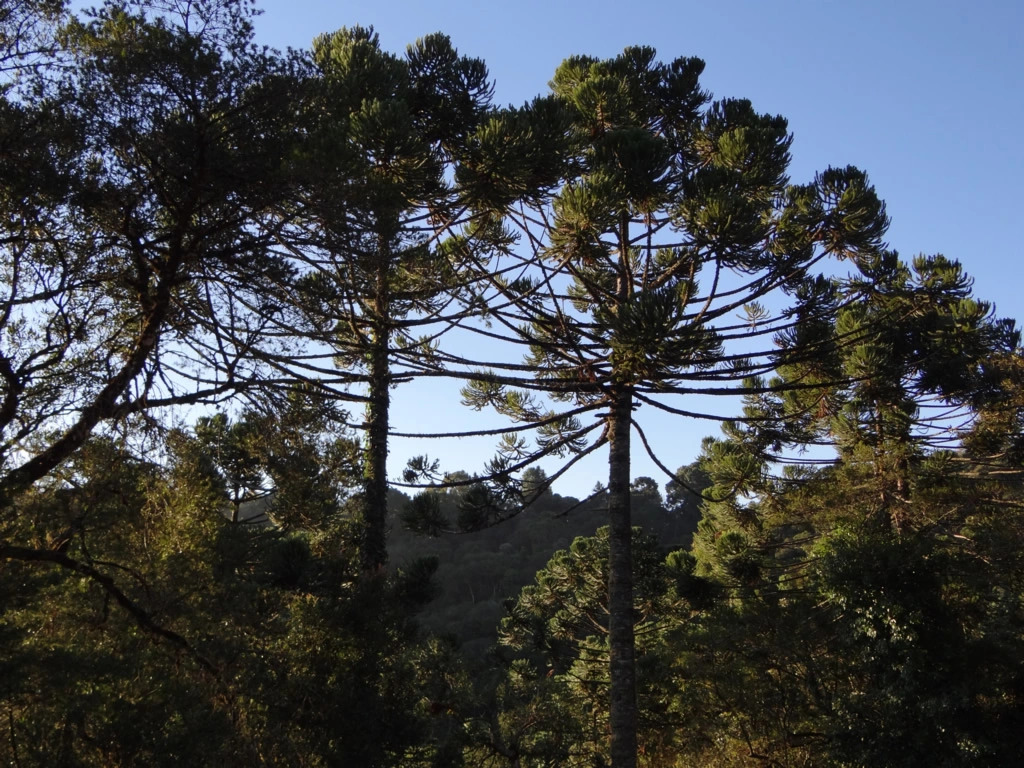 Chalé da Floresta