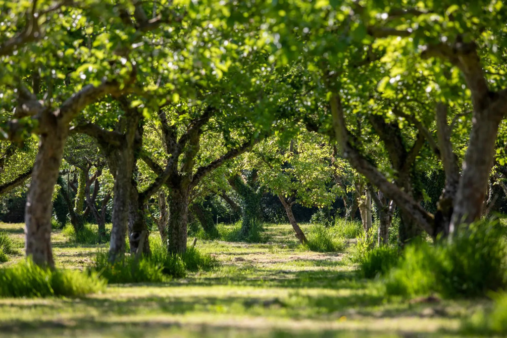 Dragon Orchard Retreat