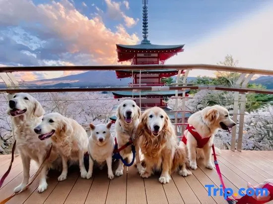 Dogland Someday