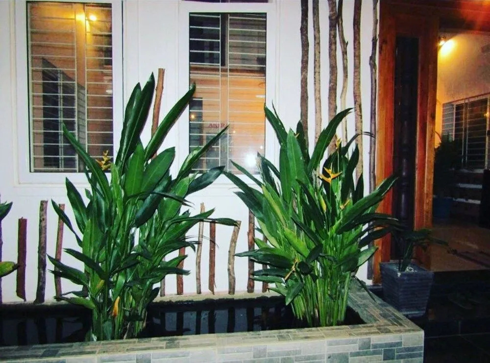 Tree Siem Reap Apartments