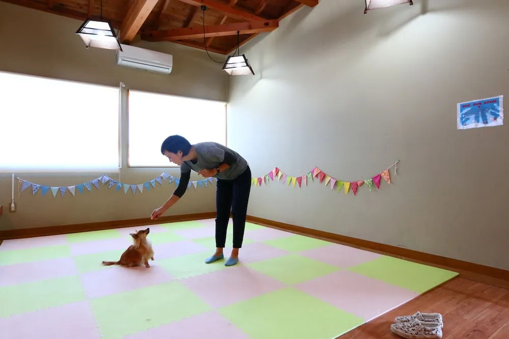 Marine Blue Where You Can Stay with Dogs
