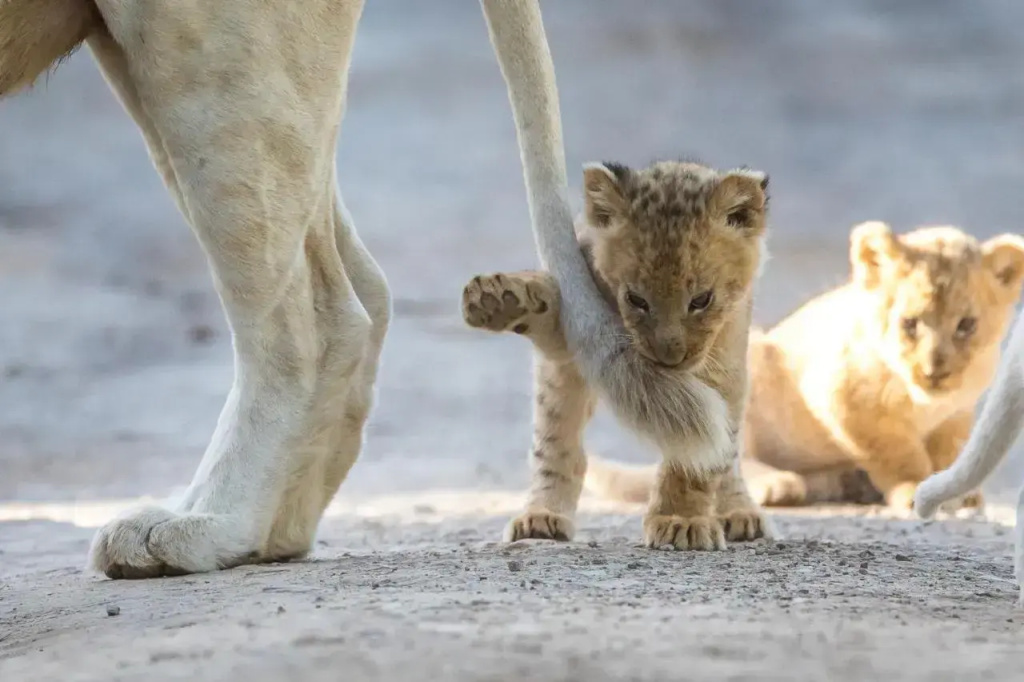Pumba Private Game Reserve